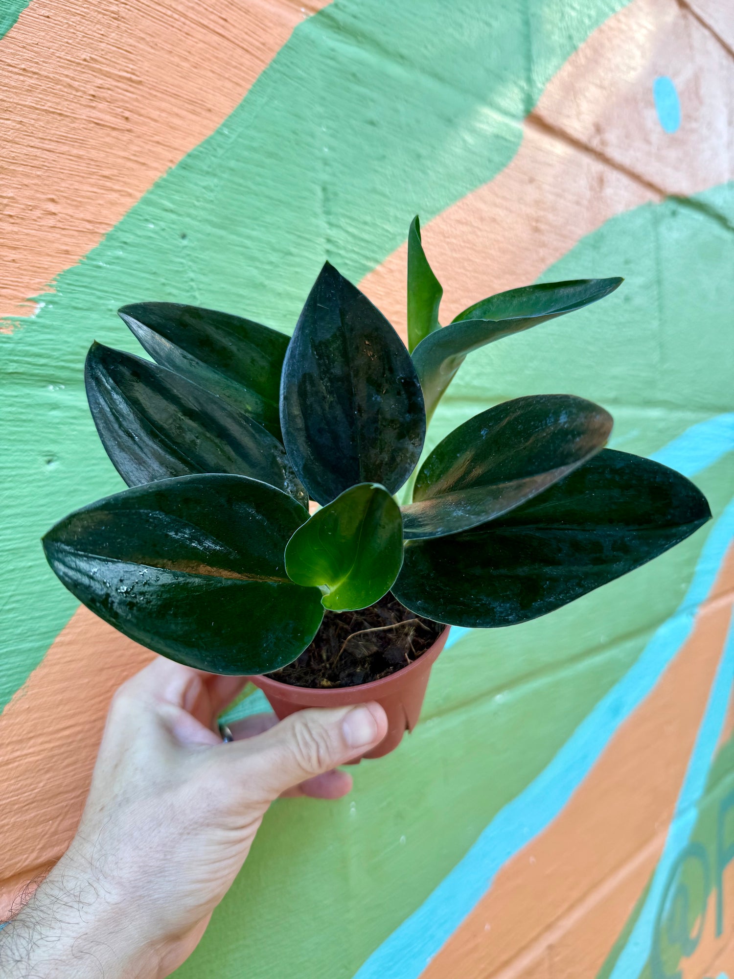 pothos treubii 4” Scindapsus treubii 'Dark Form'