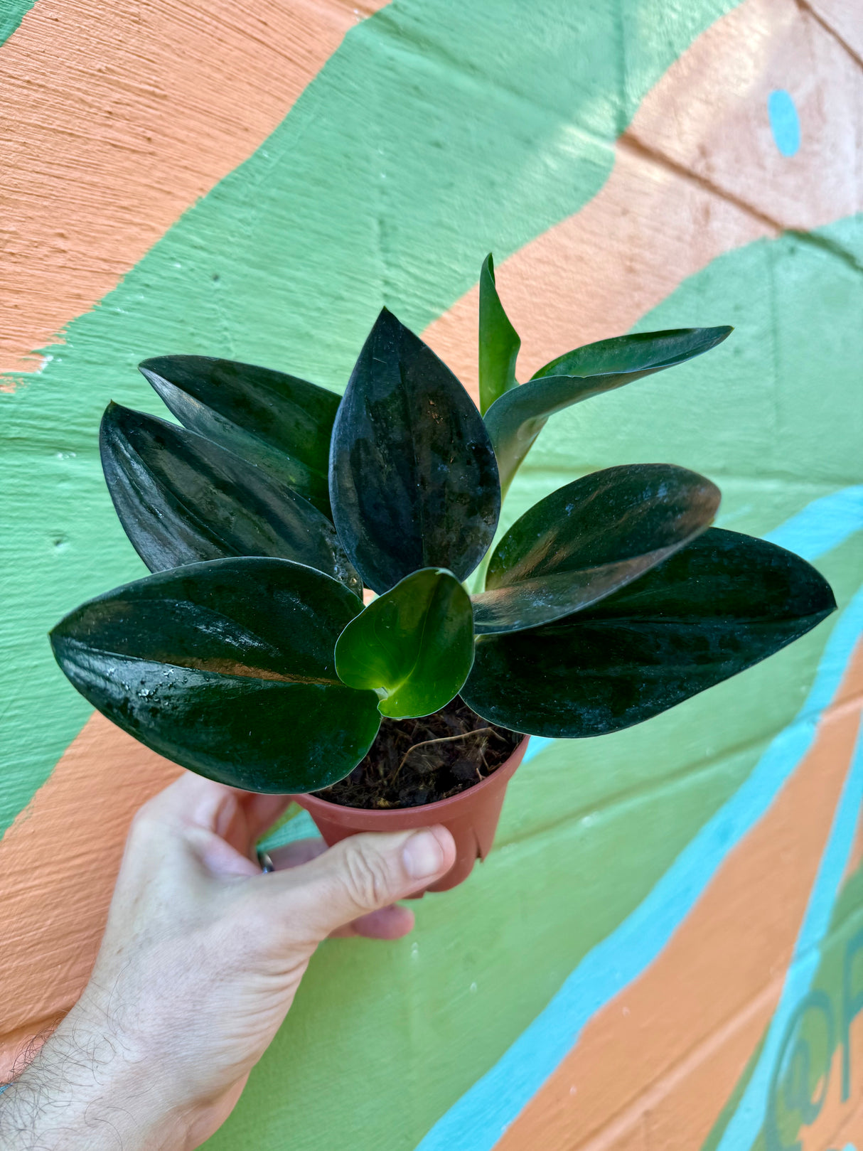 4” Scindapsus treubii 'Dark Form'