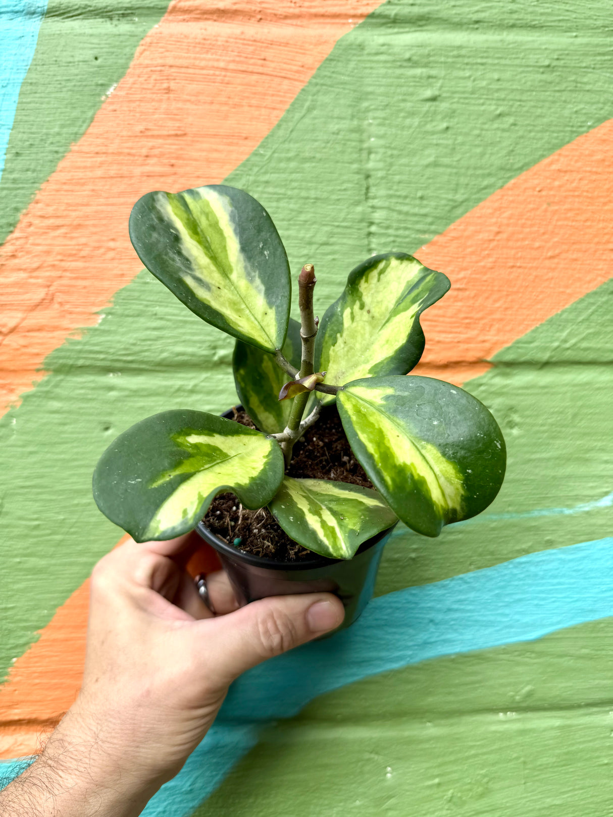 4" Hoya obovata inner variegated