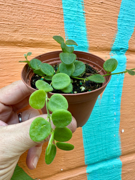 3" Hoya serpens