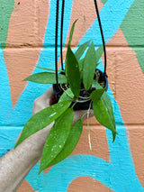 4" Hoya scortechinii hanging basket - Canopy Plant Co.
