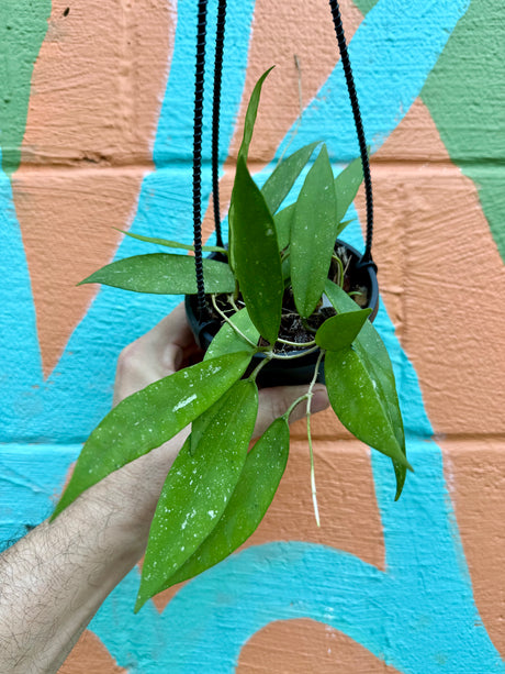 4" Hoya scortechinii hanging basket - Canopy Plant Co.