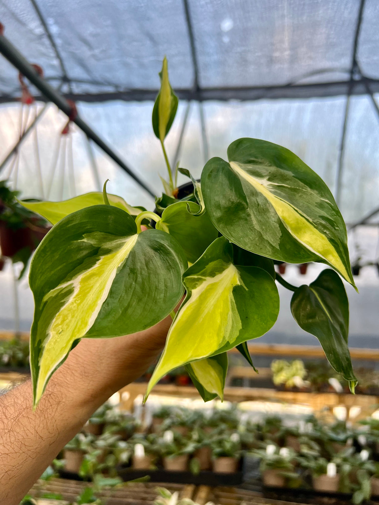 4” Philodendron Cream Splash
