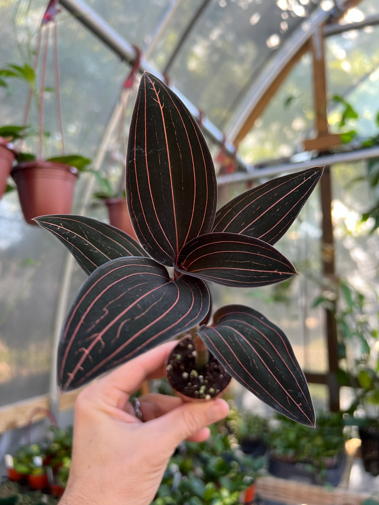 2" Ludisia discolor 'Black Jewel Orchid'