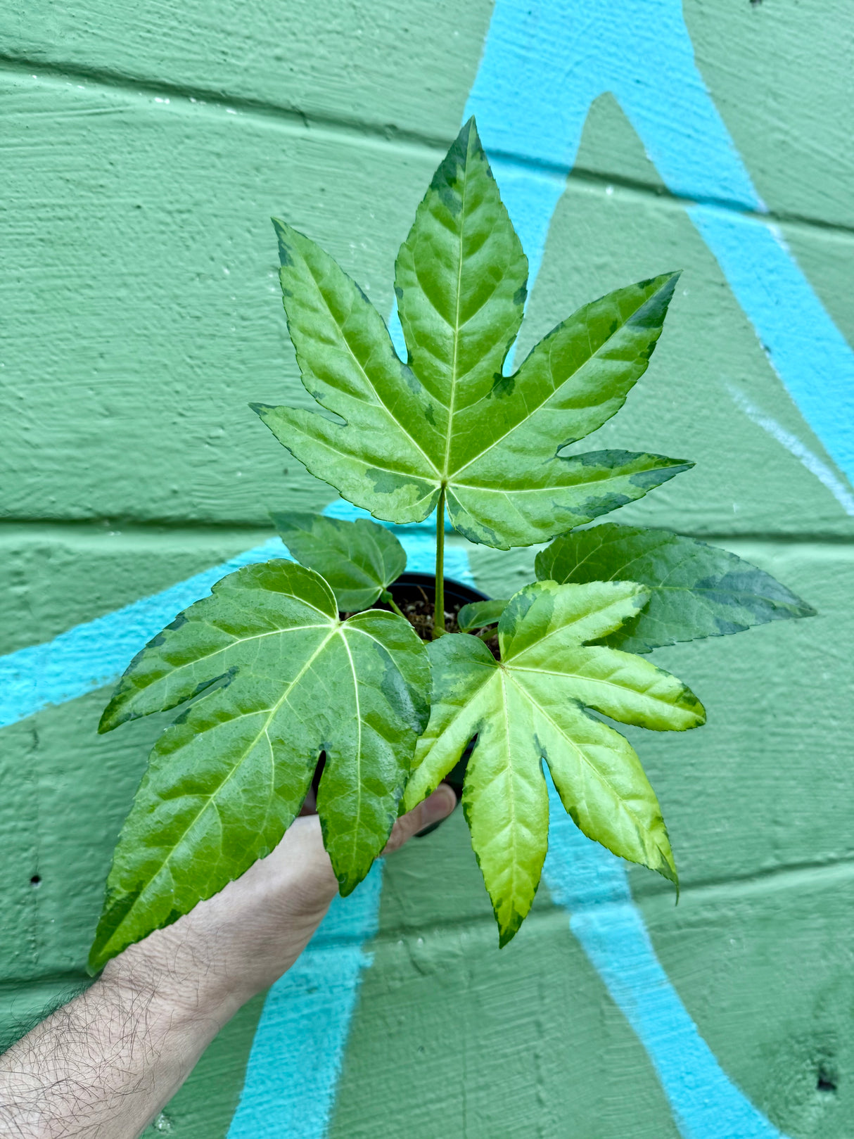4" Fatsia japonica ‘Camouflage'