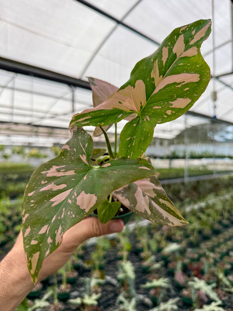 4" Syngonium ‘Pink Splash’