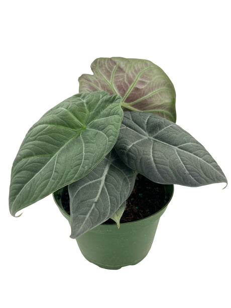 6” Alocasia maharani - Canopy Plant Co.
