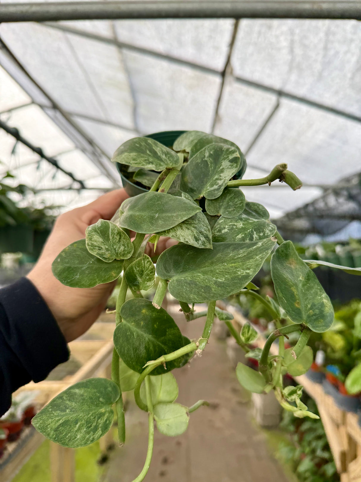 4" Rhaphidophora hayi variegated - Canopy Plant Co.