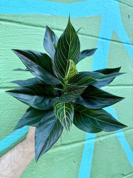 4” Aglaonema 'Red Vein'