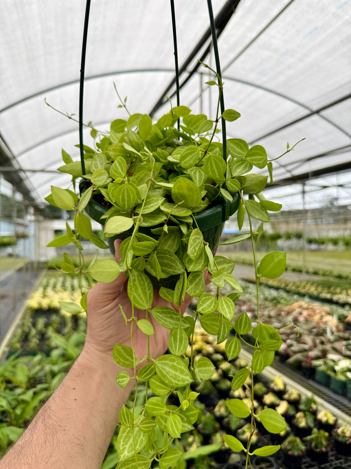 6" Dischidia ovata 'Watermelon' hanging basket