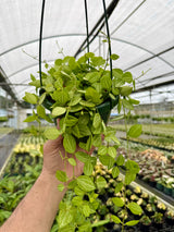 6" Dischidia ovata 'Watermelon' hanging basket