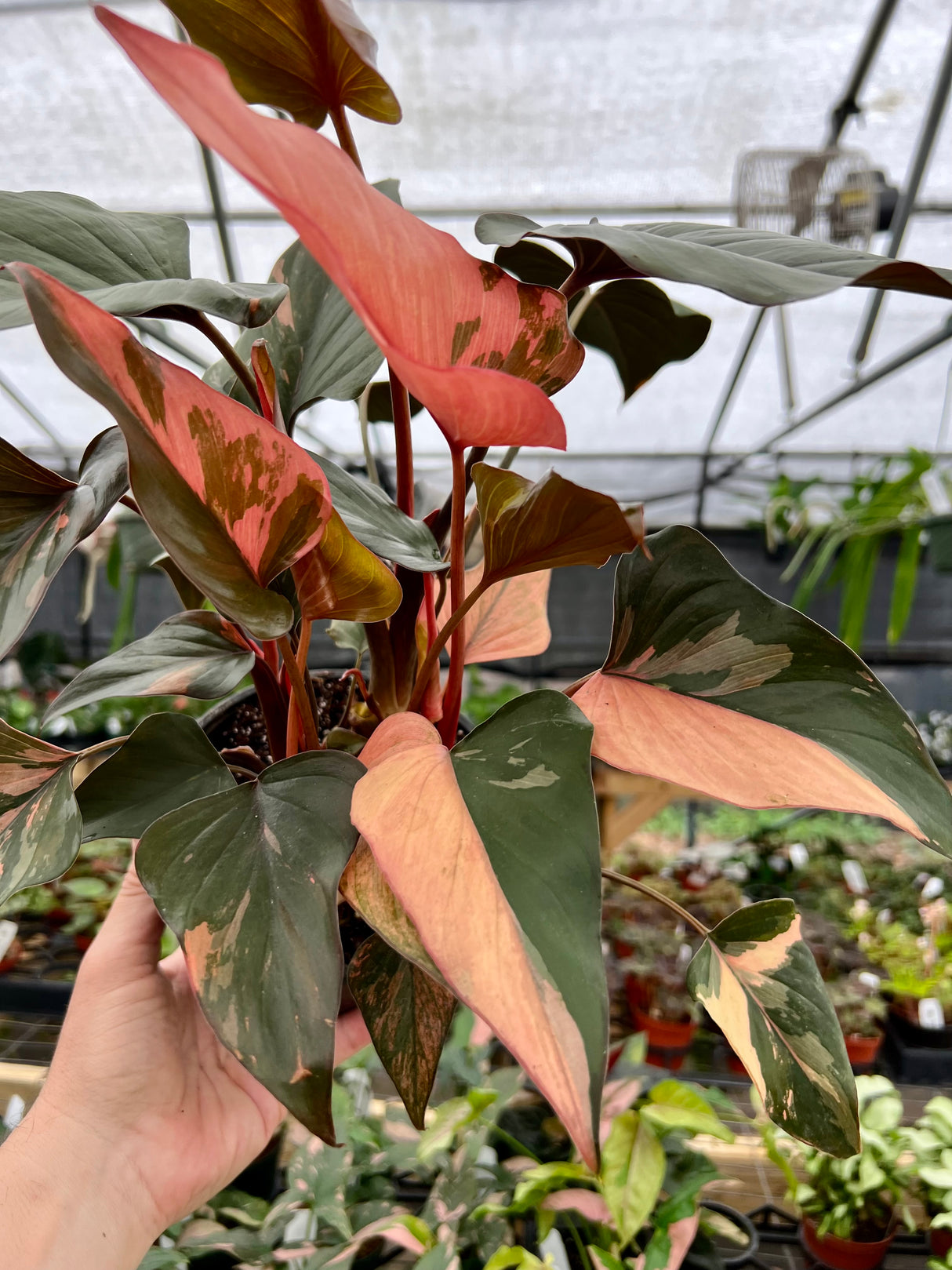6" Homalomena Pink Diamond - Canopy Plant Co.