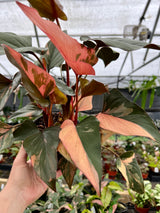 6" Homalomena Pink Diamond - Canopy Plant Co.