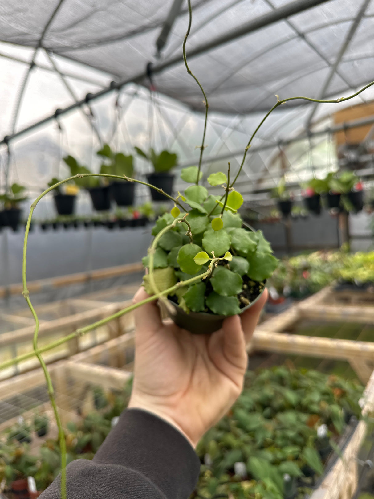 4" Hoya endauensis