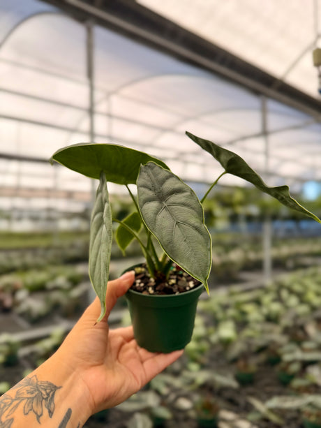 4” Alocasia puncakborneensis