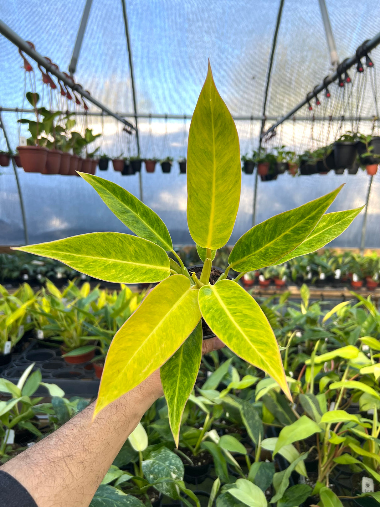 4" Philodendron Calkins Gold