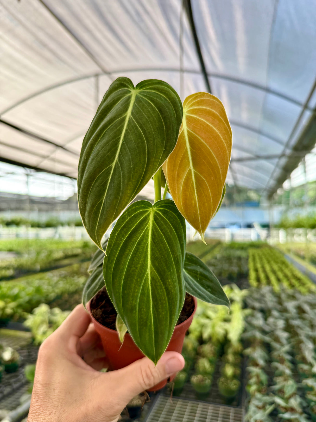 4" Philodendron melanochrysum