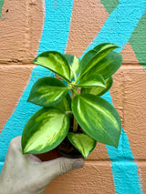 3” Hoya pachyclada inner variegated - Canopy Plant Co.