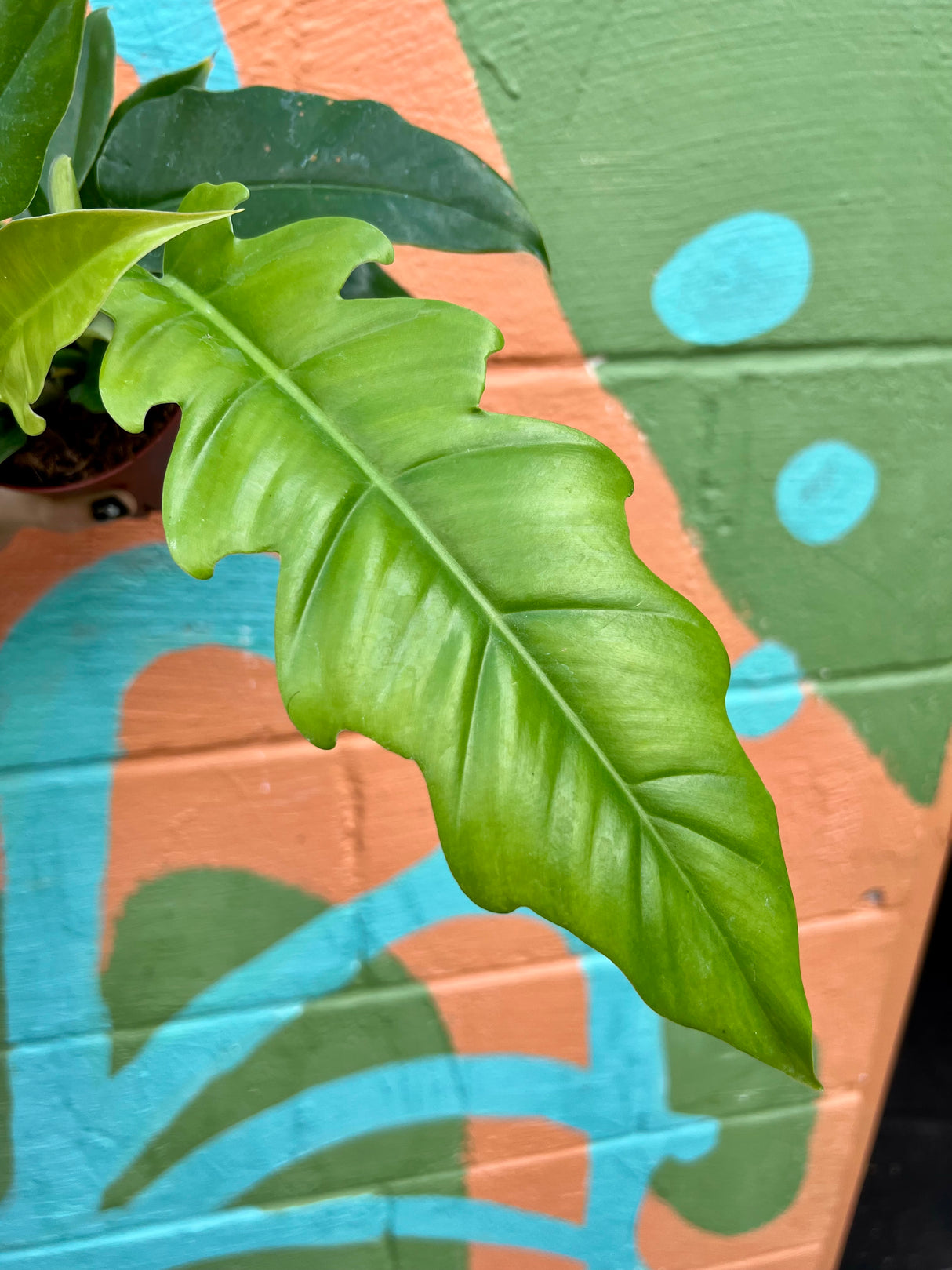 4" Philodendron ‘Jungle Boogie’ - Canopy Plant Co.