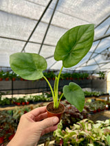 2” Alocasia 'Lukiwan'