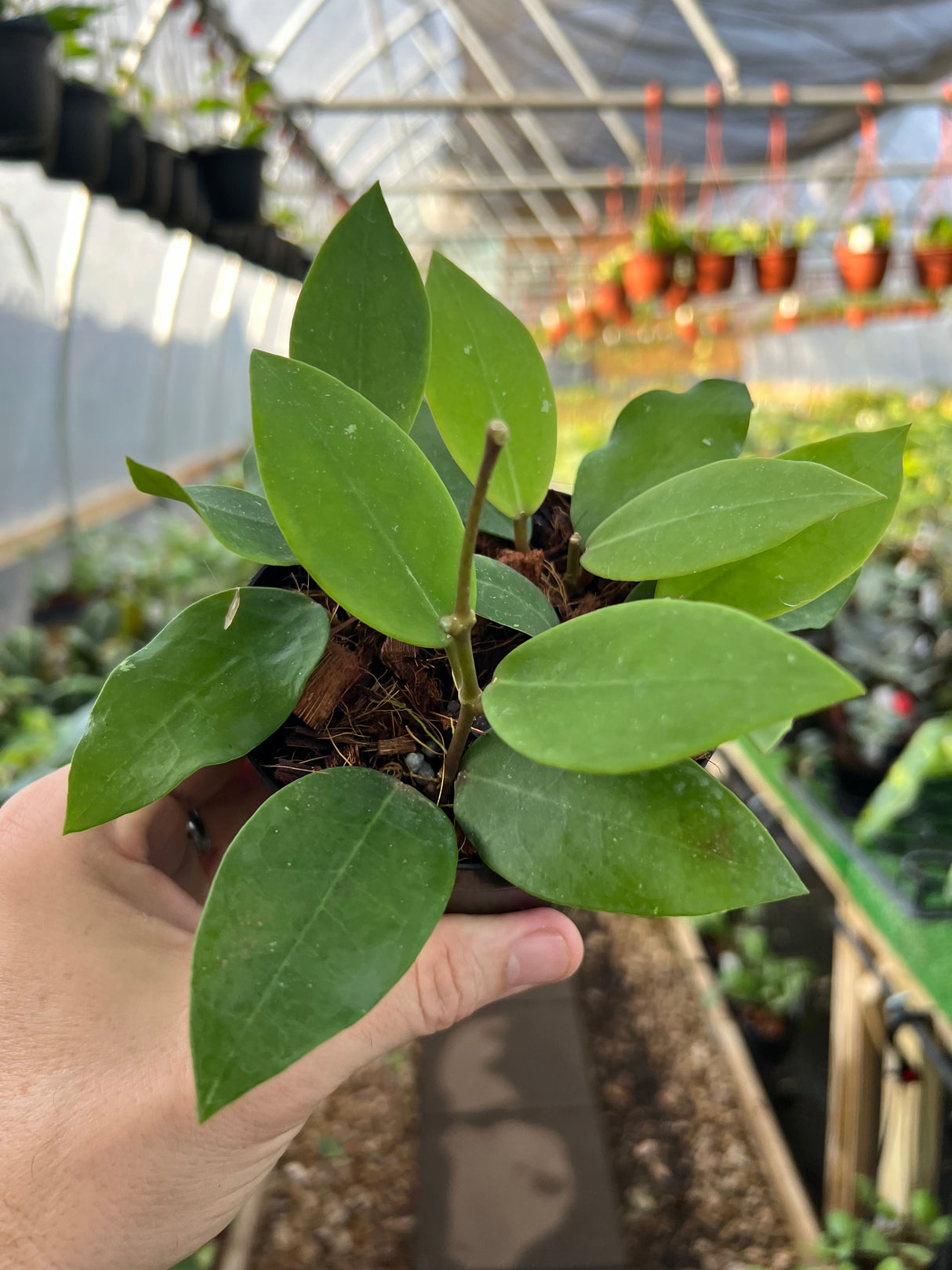 4" Hoya Patricia