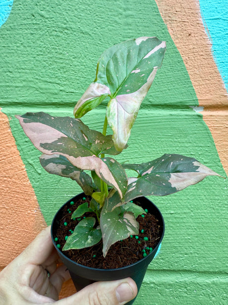 4" Syngonium ‘Pink Splash’
