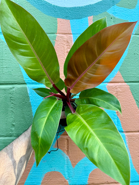 4" Philodendron ‘Prince Of Orange’