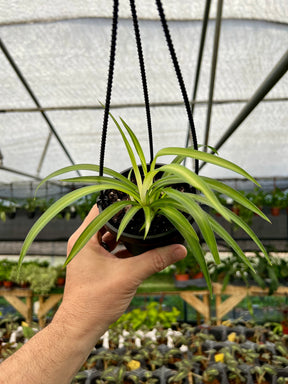 4" Spider Plant 'Hawaiian' hanging basket - Canopy Plant Co.