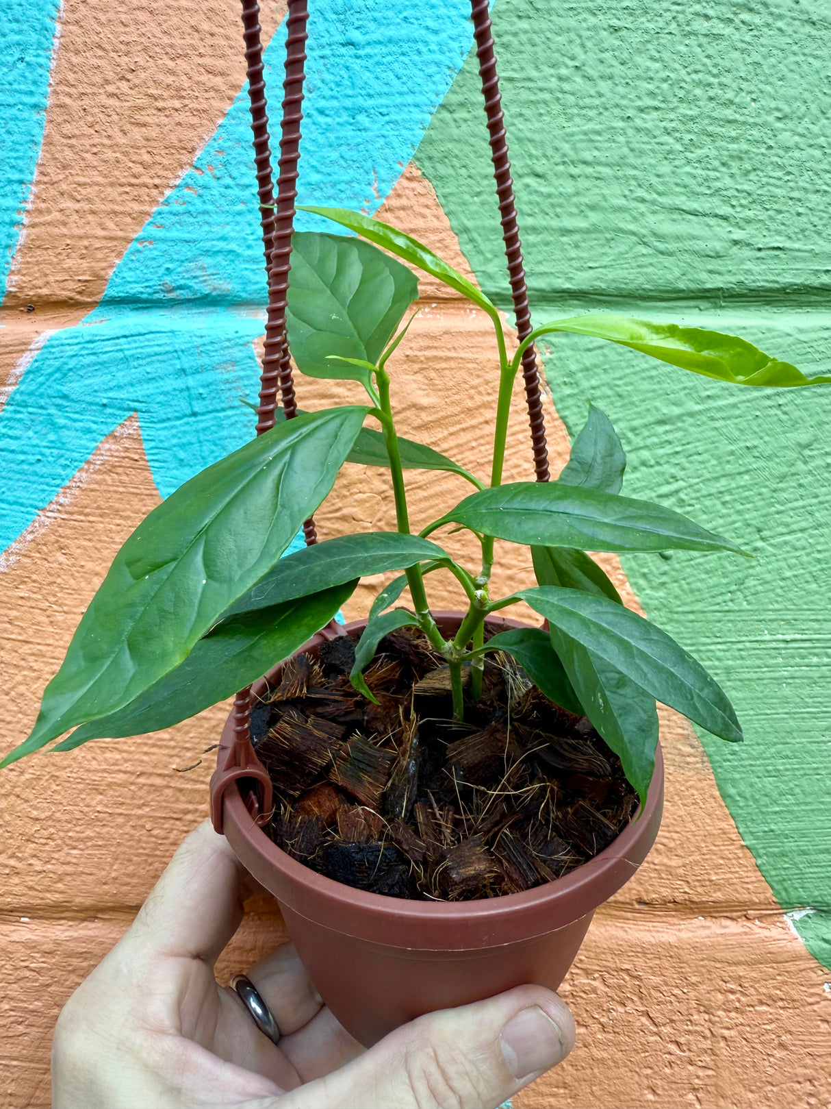 4” Hoya decipulae hanging basket