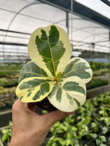 4” Ficus lyrata 'Fiddle Leaf' variegated
