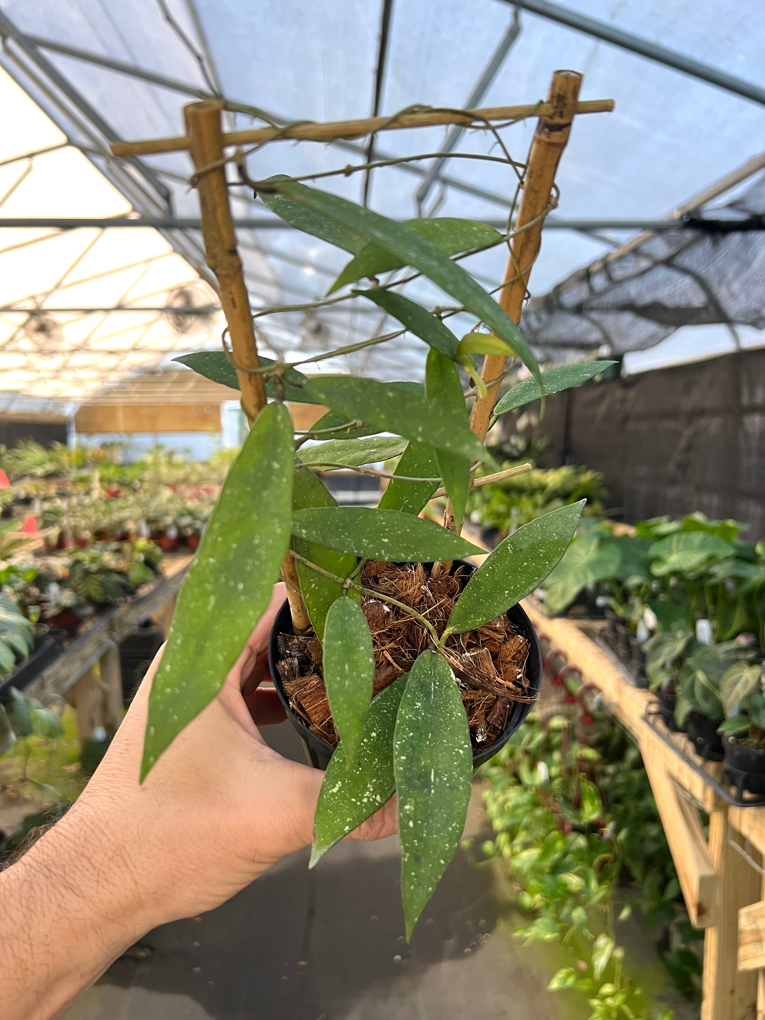 Hoya – Page 6 – Canopy Plant Co. Hoya – Page 6 – Canopy Plant Co.