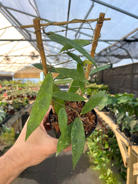 4" Hoya scortechinii