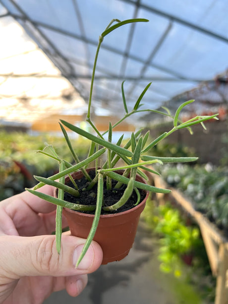 2.5” Hoya linearis - Canopy Plant Co.