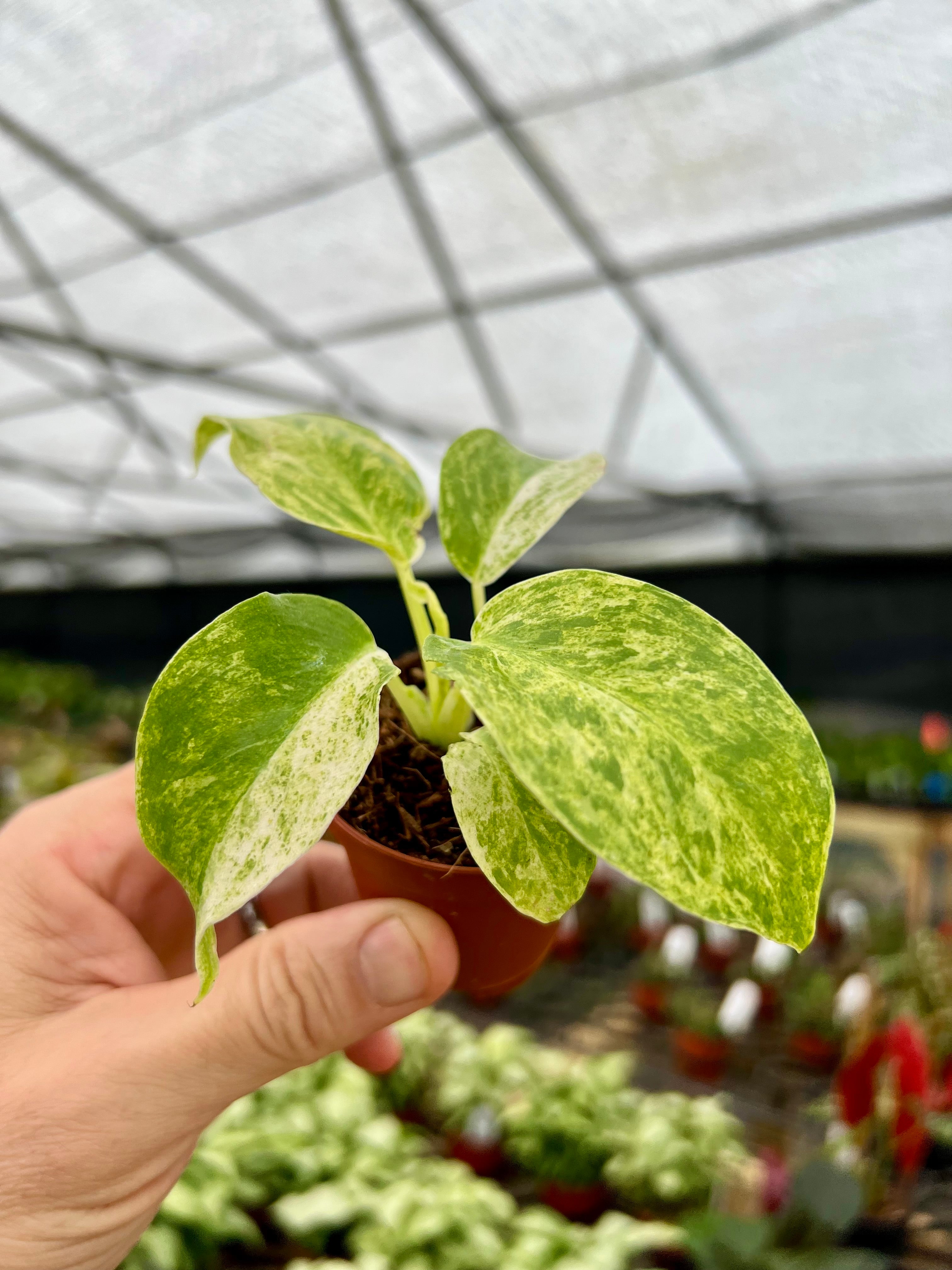 Rare and Uncommon Plants – Page 2 – Canopy Plant Co.