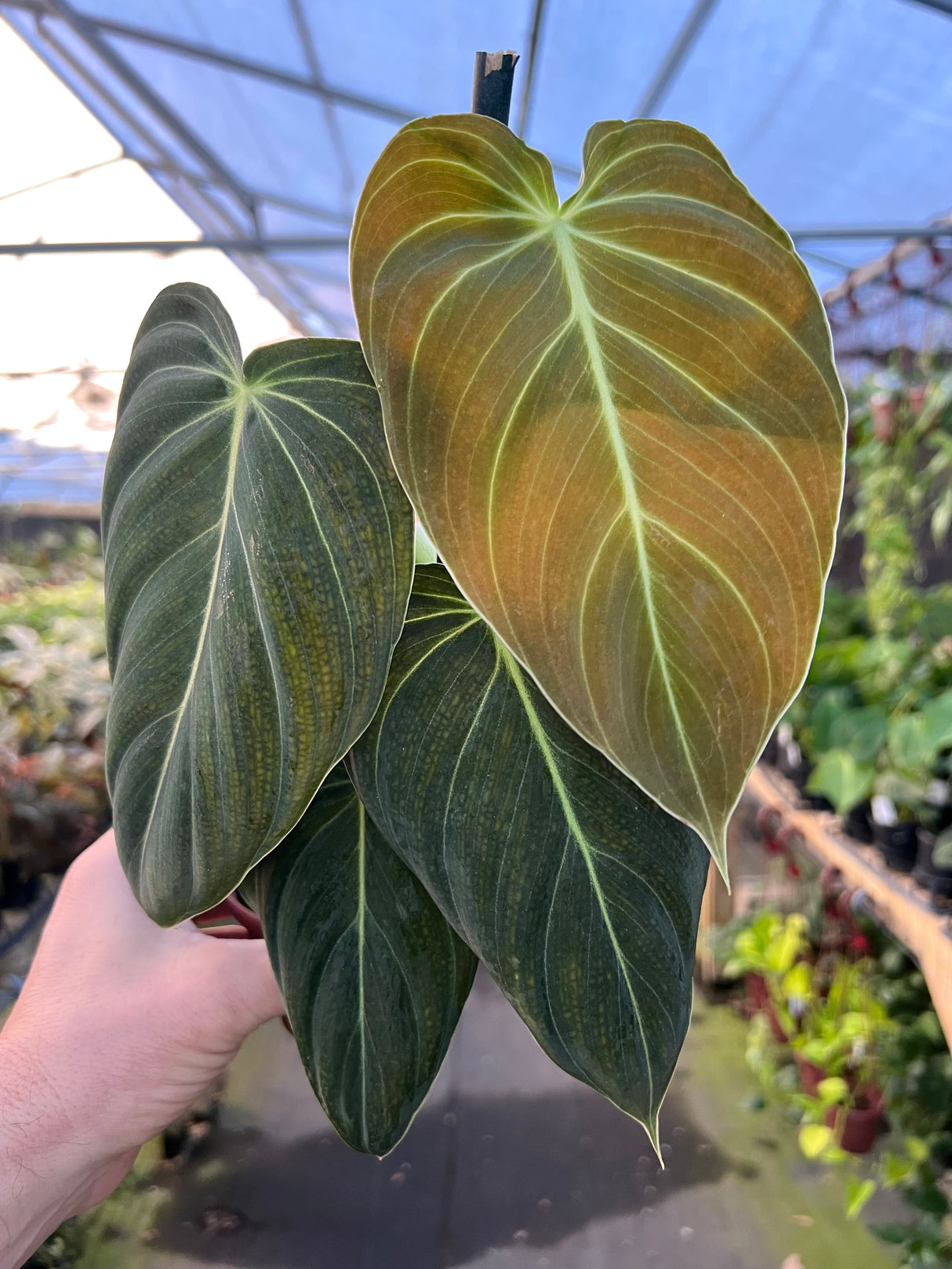 4" Philodendron melanochrysum