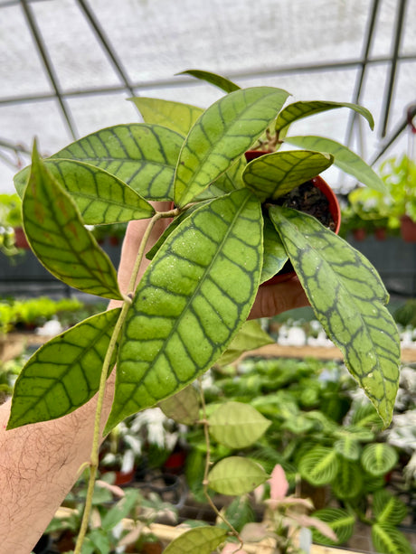4" Hoya callistophylla