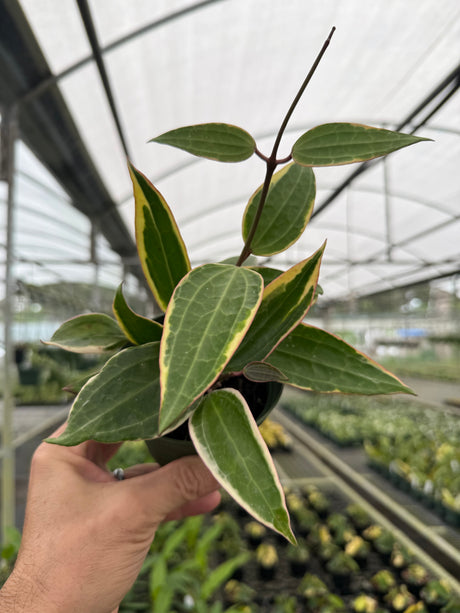 4" Hoya latifolia (macrophylla) variegated