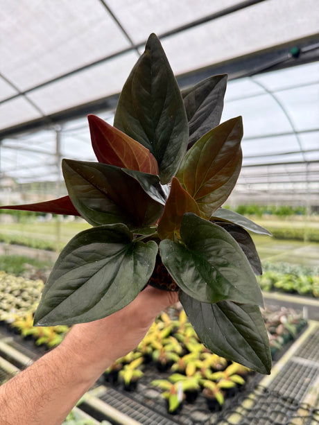 4" Syngonium erythrophyllum 'Red Arrow’