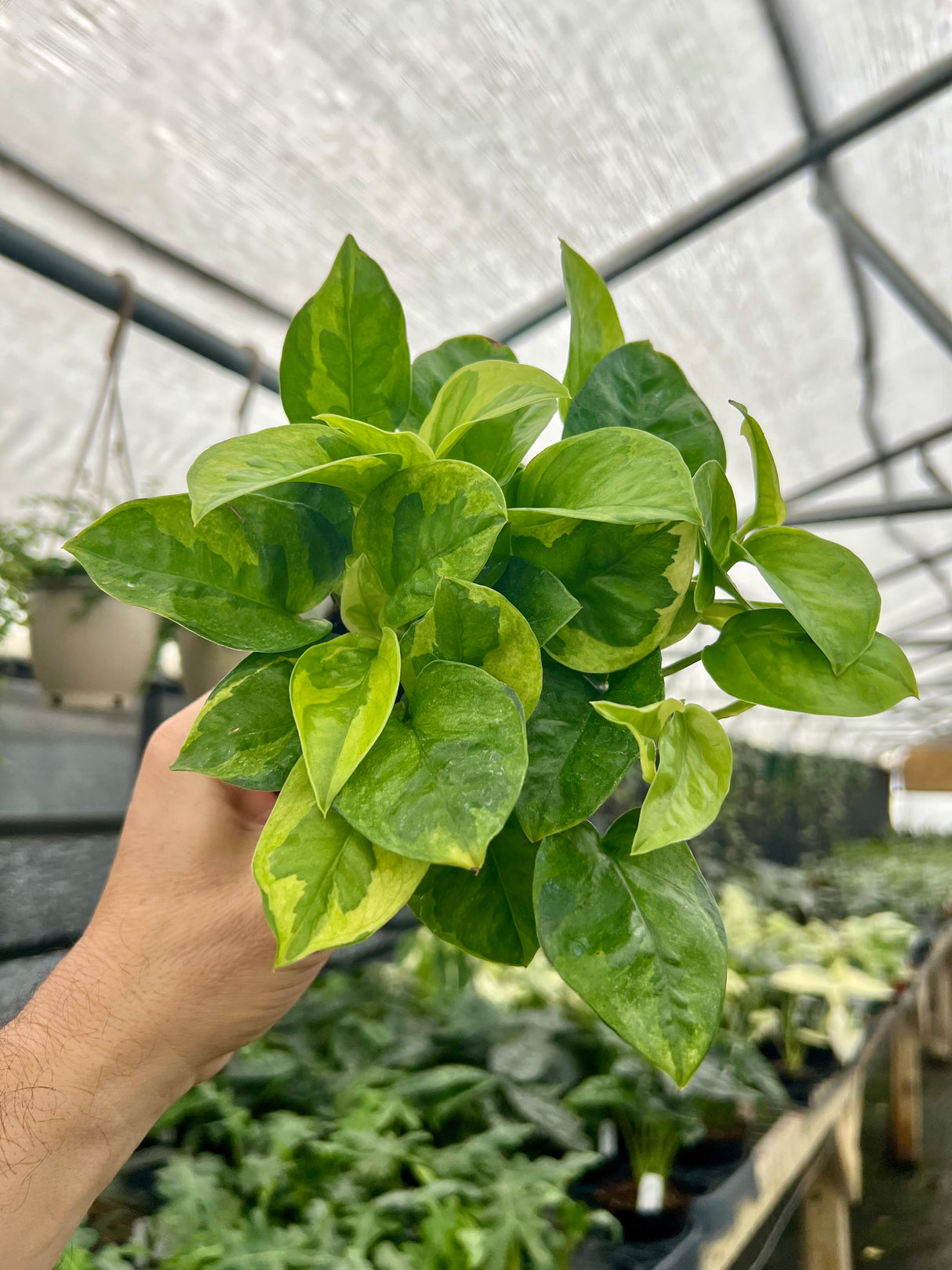 4” Pothos Global Green