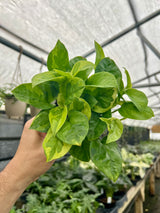 4” Pothos Global Green