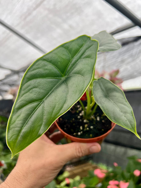 4” Alocasia Dragons Breath