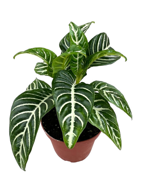 4" Aphelandra squarrosa 'Dania' (Zebra Plant)