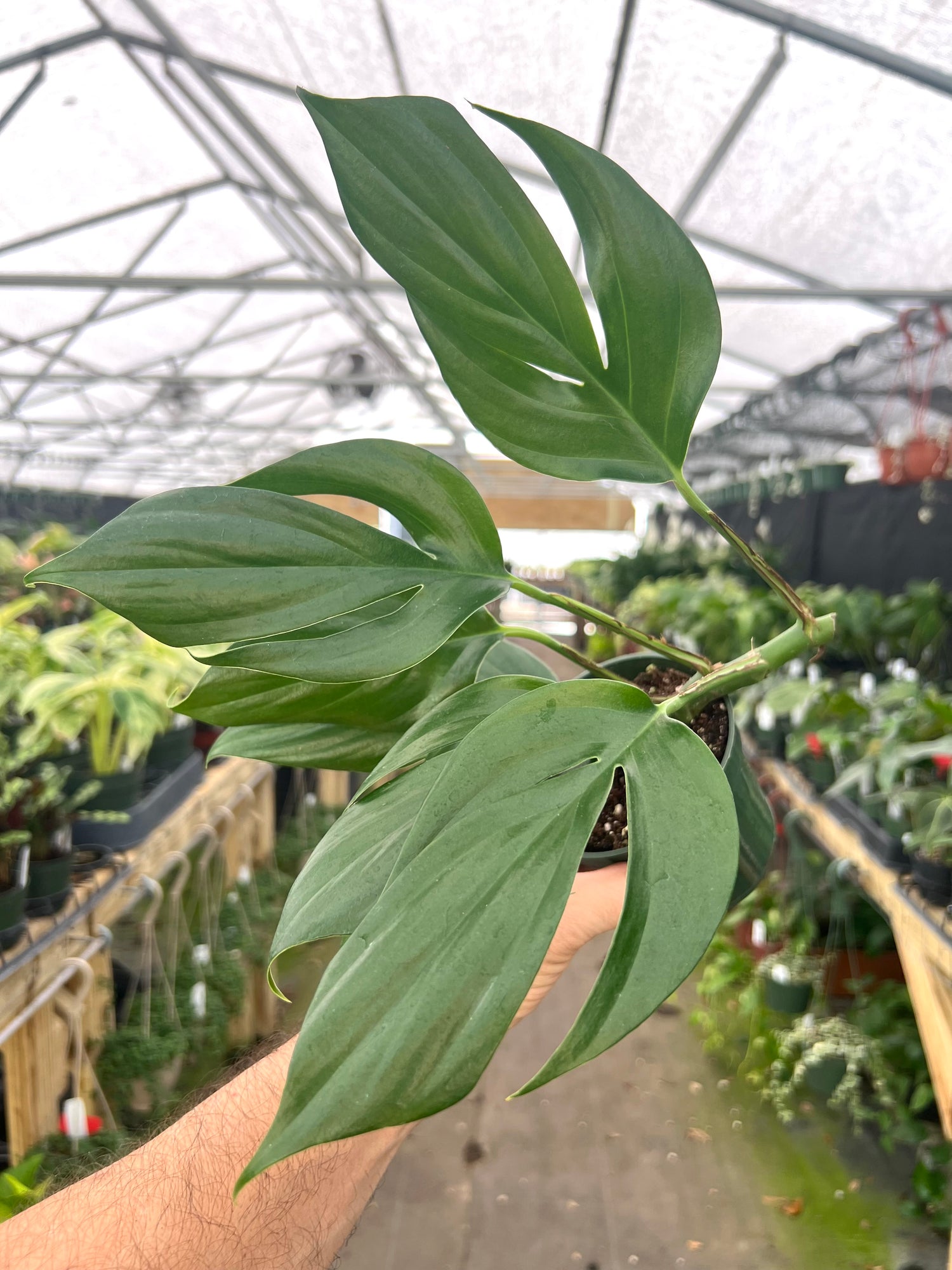 philodendron dragon tail vs rhaphidophora decursiva 4" Rhaphidophora decursiva – Canopy Plant Co