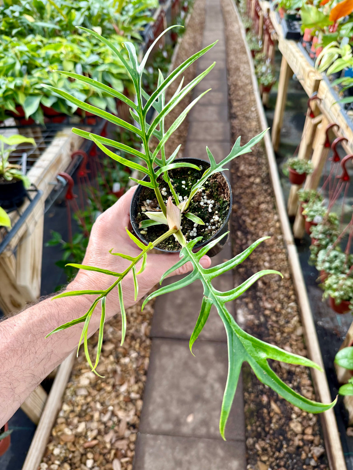 4” Philodendron tortum