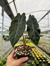 4” Alocasia chantrieri (metallica x sanderiana)