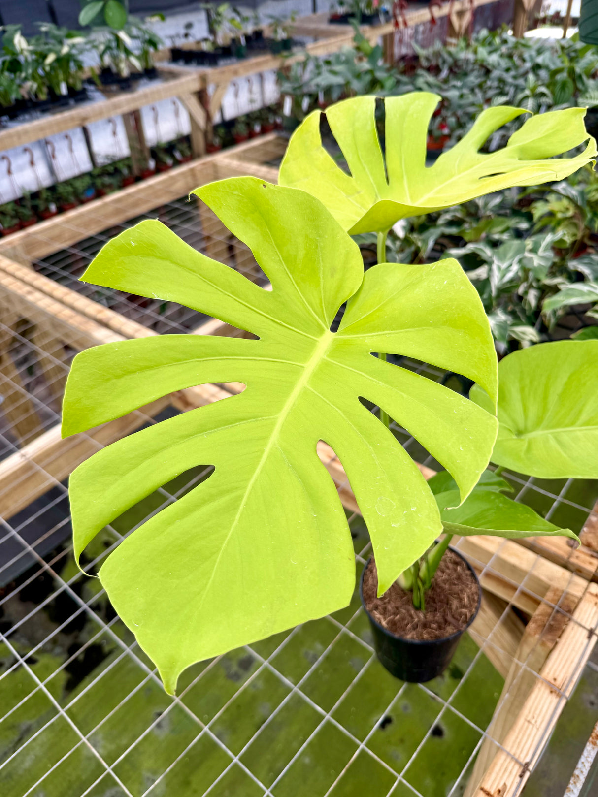 6" Monstera deliciosa 'Lemon Lime'