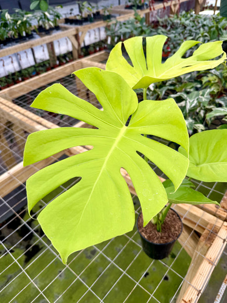 6" Monstera deliciosa 'Lemon Lime'