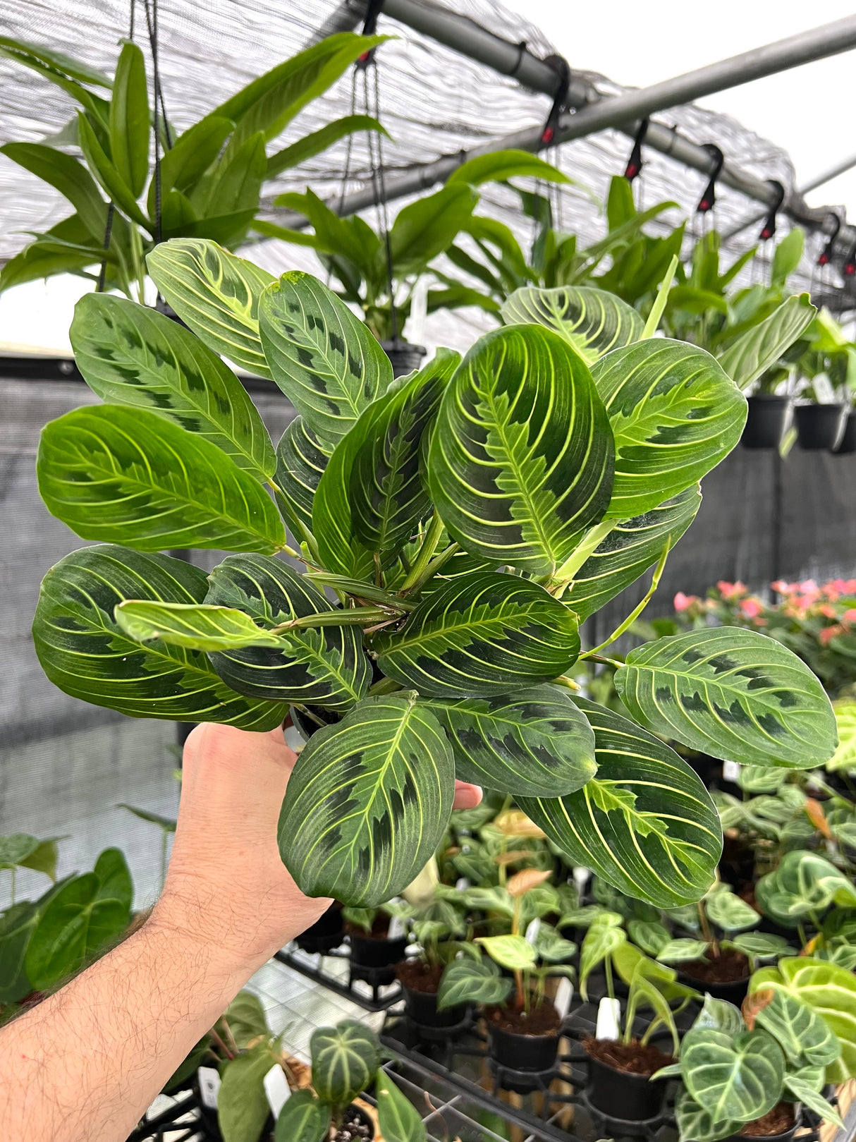 4" Maranta leuconeura 'Lemon Lime'