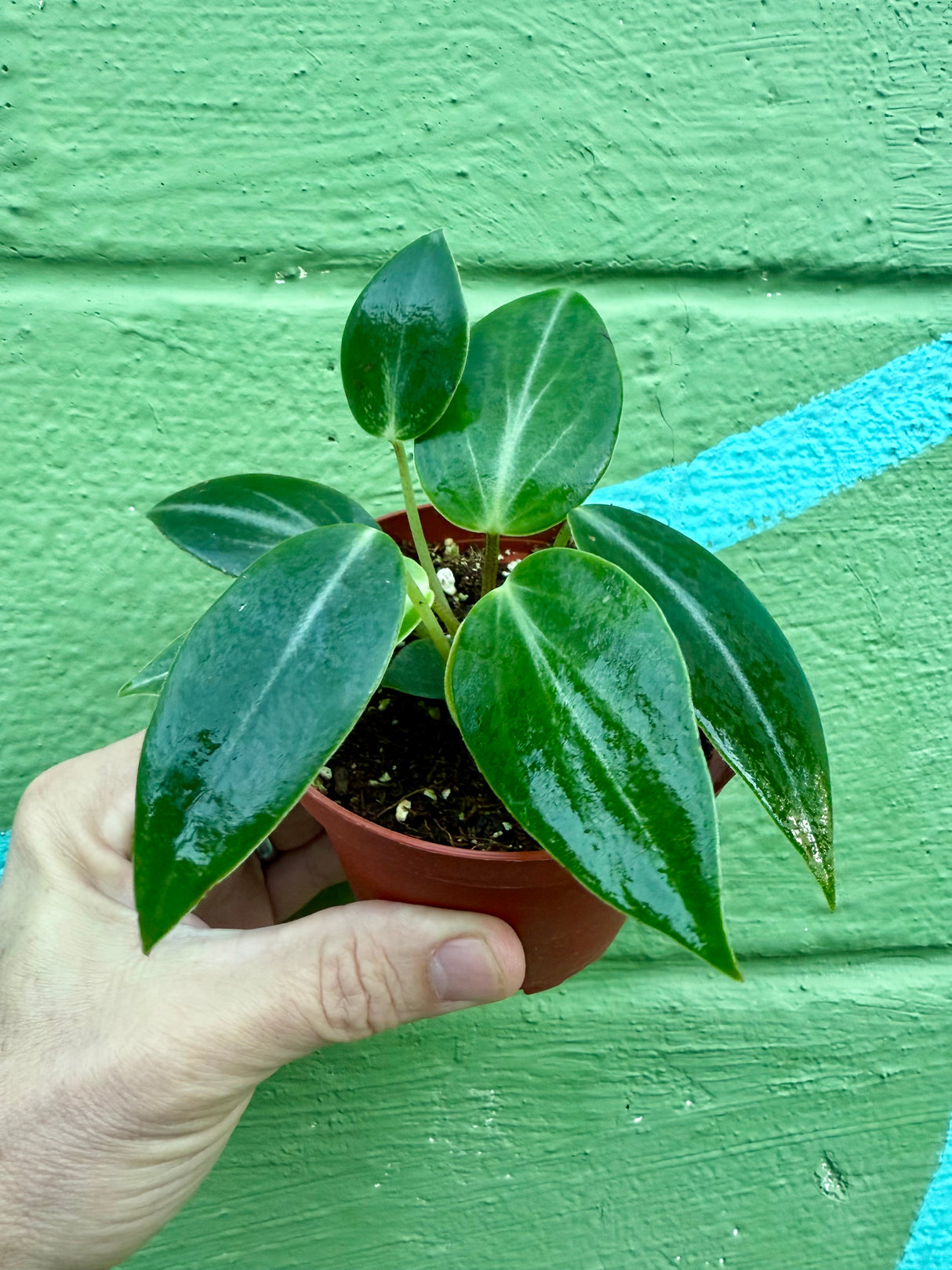 4" Peperomia maculosa