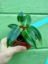 4" Peperomia maculosa